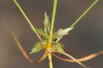 Illinois flatsedge